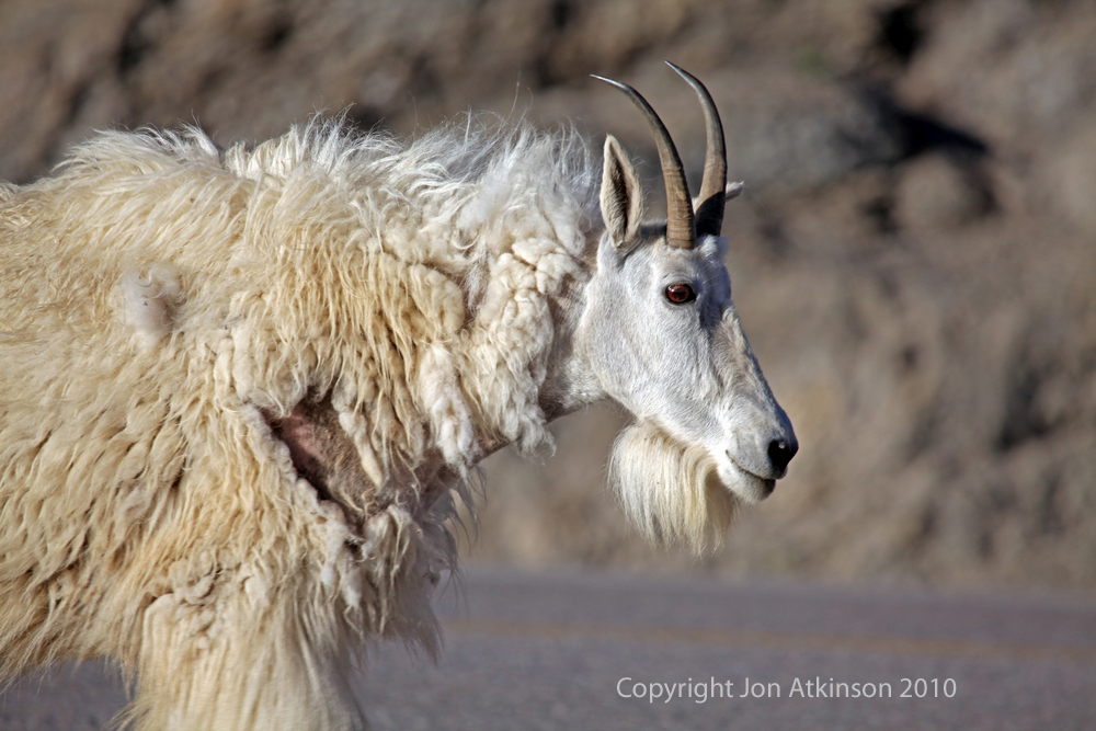 Mountain Goat, Jasper National Park. Mountain Goat